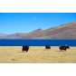 tibet12