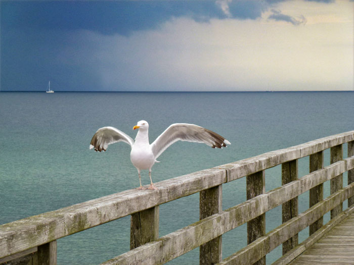 Reisefotografie mit Möve am Meer